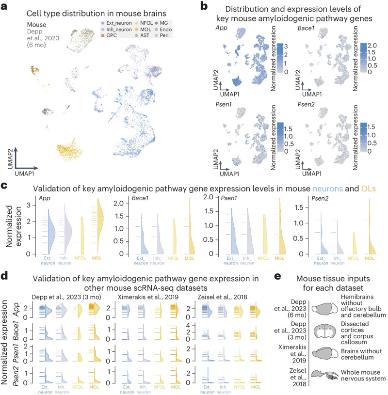 通過(guò)scRNA-seq和snRNA-seq評(píng)估，OLs大量表達(dá)關(guān)鍵的淀粉樣蛋白生成途徑基因
