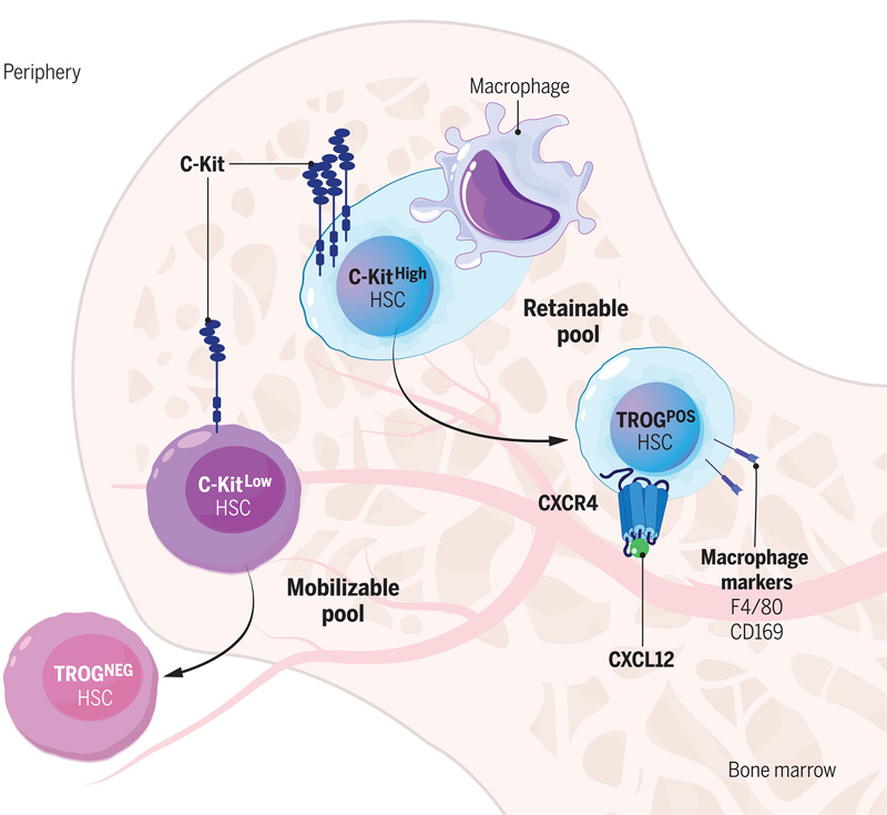 C-Kit依賴性吞噬作用模型調(diào)節(jié)血液干細(xì)胞中的生態(tài)位保留