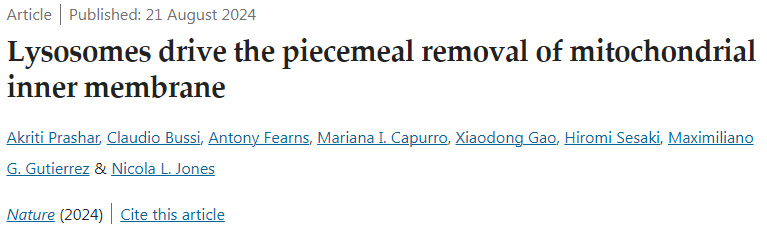 溶酶體驅(qū)動線粒體內(nèi)膜的逐步去除