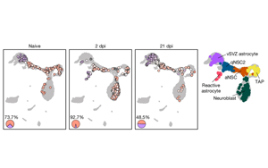 《Nature》表觀遺傳修飾成功將星形膠質(zhì)細(xì)胞重編程為腦干細(xì)胞