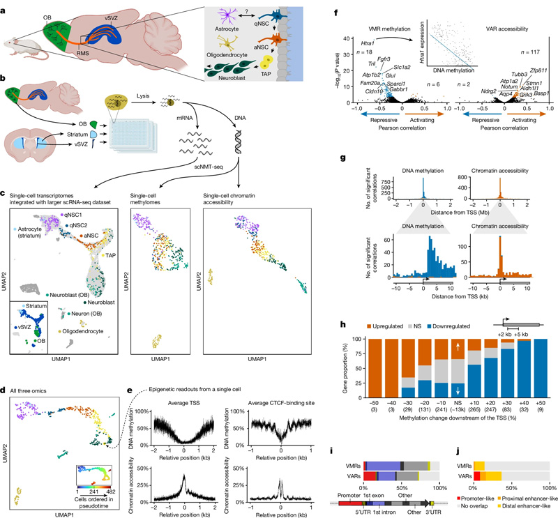 成年NSC譜系的單細(xì)胞三組學(xué)