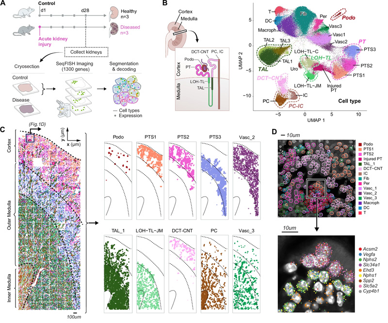 seqFISH揭示了所有主要的腎細(xì)胞類型及其在腎臟中的位置，以及AKI后的成分和空間變化