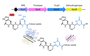 自然發(fā)生的DNA-蛋白質(zhì)融合分子