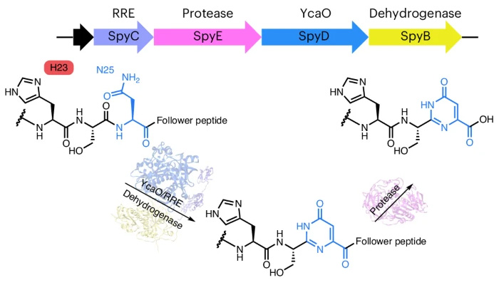 機(jī)理研究表明，嘧啶酮的形成是以底物輔助催化的方式發(fā)生的，需要前體中的His殘基激活天冬酰胺進(jìn)行雜環(huán)化