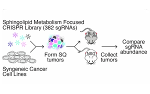 《Nature》脂質(zhì)分子怎樣促進癌癥生長？