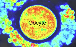 《自然衰老》發(fā)現(xiàn)了一種新方法來使老化的卵細胞恢復(fù)活力