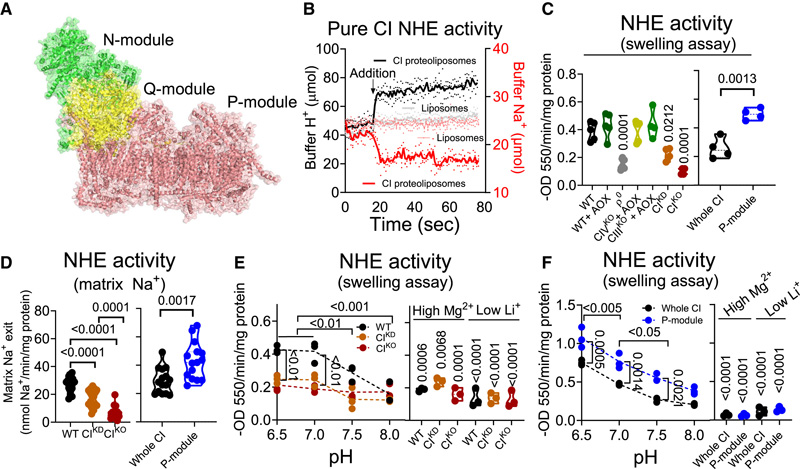 CI是Na+特異性線粒體NHE
