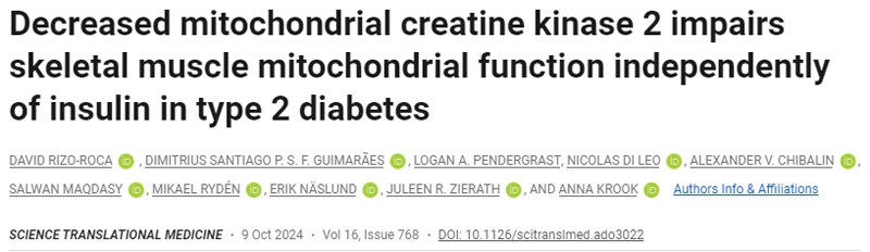 
2型糖尿病患者線粒體肌酸激酶2降低會(huì)損害骨骼肌線粒體功能