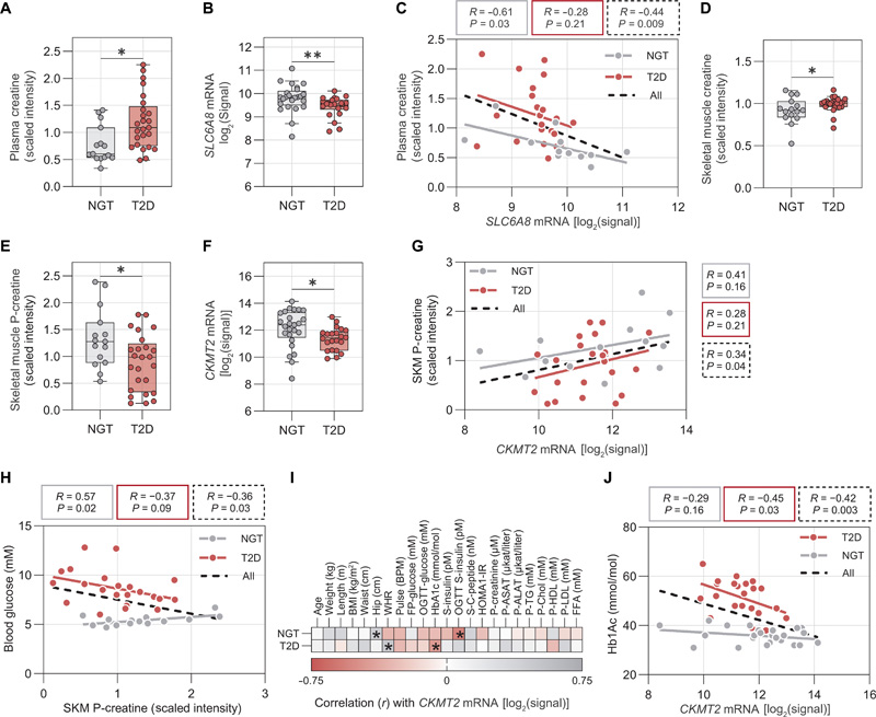 SKM肌酸代謝在2型糖尿病患者中受到干擾，并與較差的葡萄糖控制有關(guān)