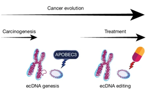 Nature：前所未有！新研究揭示了導(dǎo)致膀胱癌的突變和DNA結(jié)構(gòu)