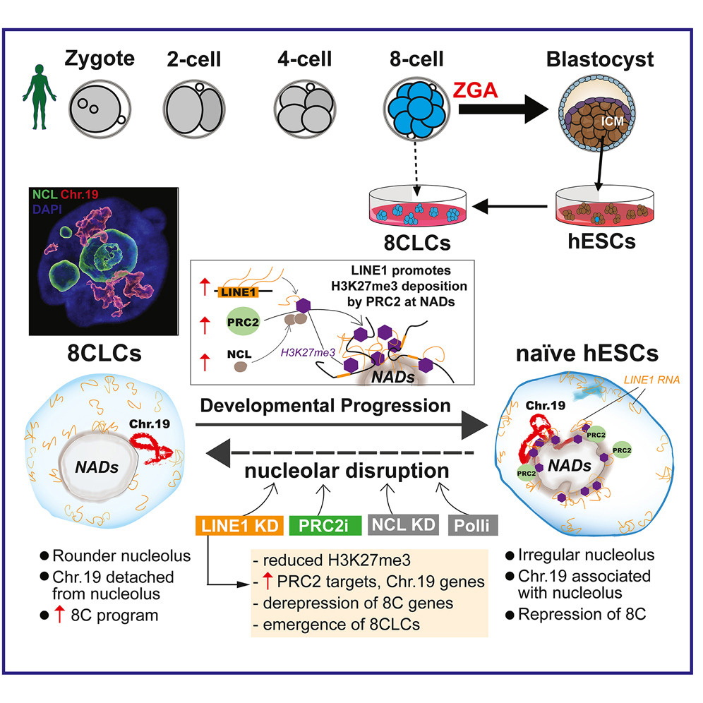 LINE1家族阻止了人類胚胎干細胞（hESC）向8細胞樣細胞（8CLC）的逆轉(zhuǎn)