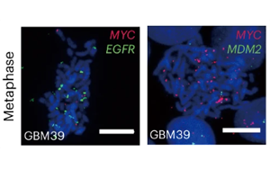 《Nature Biotechnology》新技術(shù)增強了對染色質(zhì)組織的認(rèn)識