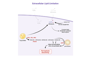 科學(xué)食療：切斷癌細胞獲取脂肪的途徑，誘導(dǎo)鐵死亡加強癌癥治療