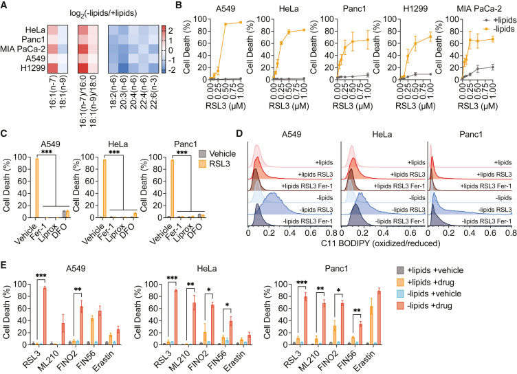 
脂質(zhì)限制使癌癥細(xì)胞對脫鐵敏感