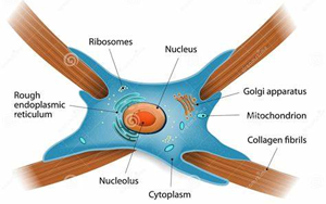 Nature：免疫療法阻斷瘢痕形成，改善心力衰竭小鼠的心臟功能