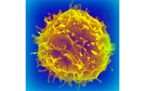 干細胞移植會增加癌癥風(fēng)險嗎？