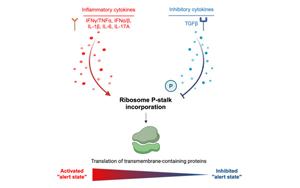 《Cell》癌細胞逃避免疫反應(yīng)新機制被發(fā)現(xiàn)了：它們能抑制核糖體功能