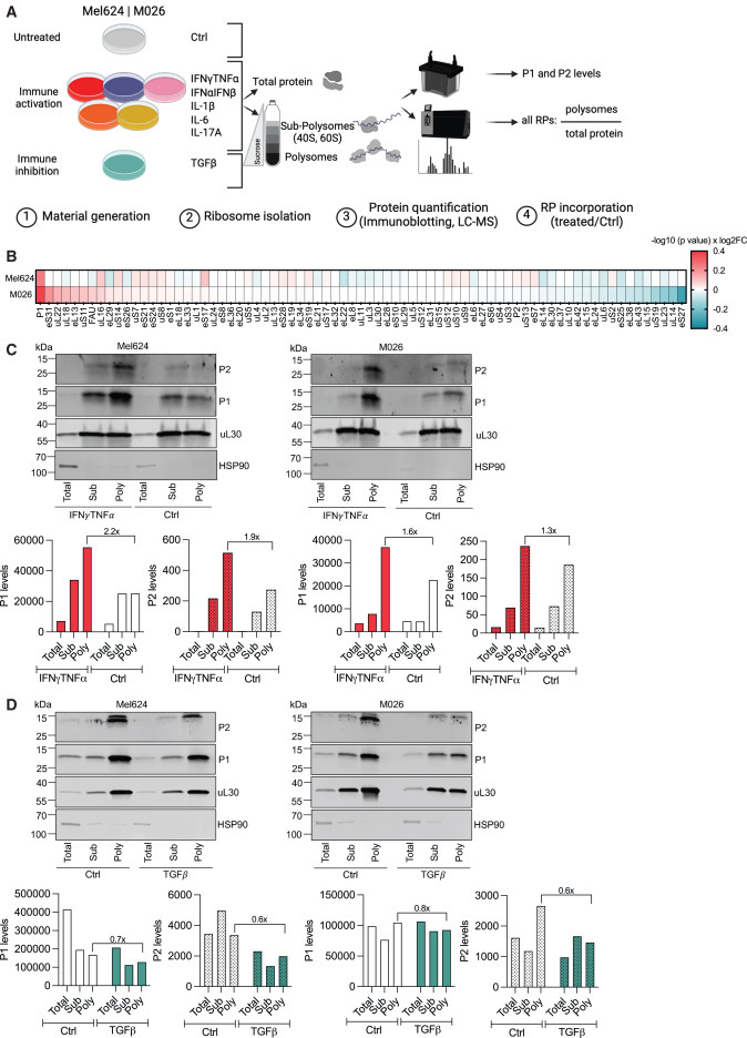 P-柄定義了一種細(xì)胞因子反應(yīng)性核糖體亞群