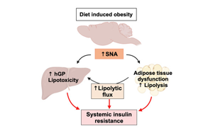 Cell子刊：暴飲暴食如何導(dǎo)致糖尿病？神經(jīng)遞質(zhì)激增