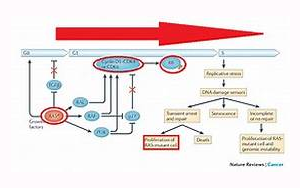 《自然》：突變的RAS開關(guān)在癌癥中沒有斷裂，而只是有缺陷