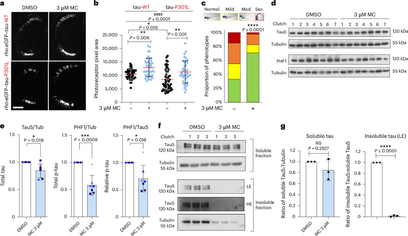 
甲氧卡巴醇改善了斑馬魚模型中tau誘導(dǎo)的毒性，并降低了過度磷酸化和不溶性tau水平