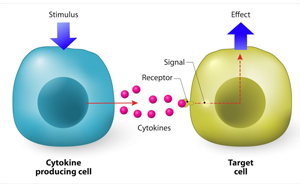 細胞因子和細胞因子受體:在炎癥與免疫調節(jié)中的雙重角色