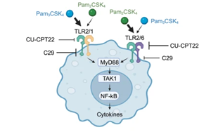 突破性方法揭示了免疫受體如何檢測(cè)感染