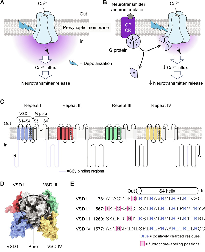 CaV2.2功能、G蛋白抑制和結構