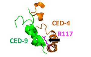 MIT諾獎團(tuán)隊(duì)解謎令人困惑的“殺手”蛋白