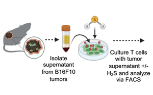 Science Advances：高爾基體越多，T細(xì)胞就越健壯，就越能抗癌！