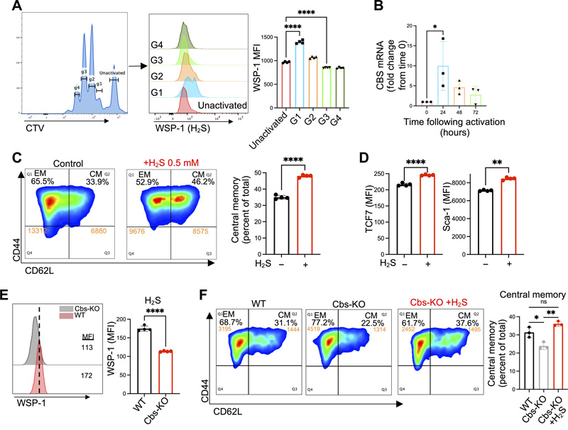 H2S促進(jìn)中樞記憶（Tcm）抗腫瘤T細(xì)胞的產(chǎn)生