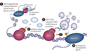 Science：突破傳統(tǒng)，利用細胞自然死亡機制殺死癌細胞