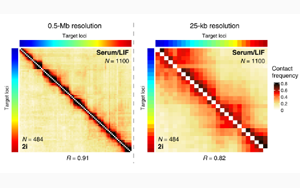 Science子刊：距離較遠的DNA區(qū)域之間的近距離接觸會引起基因活動的爆發(fā)！