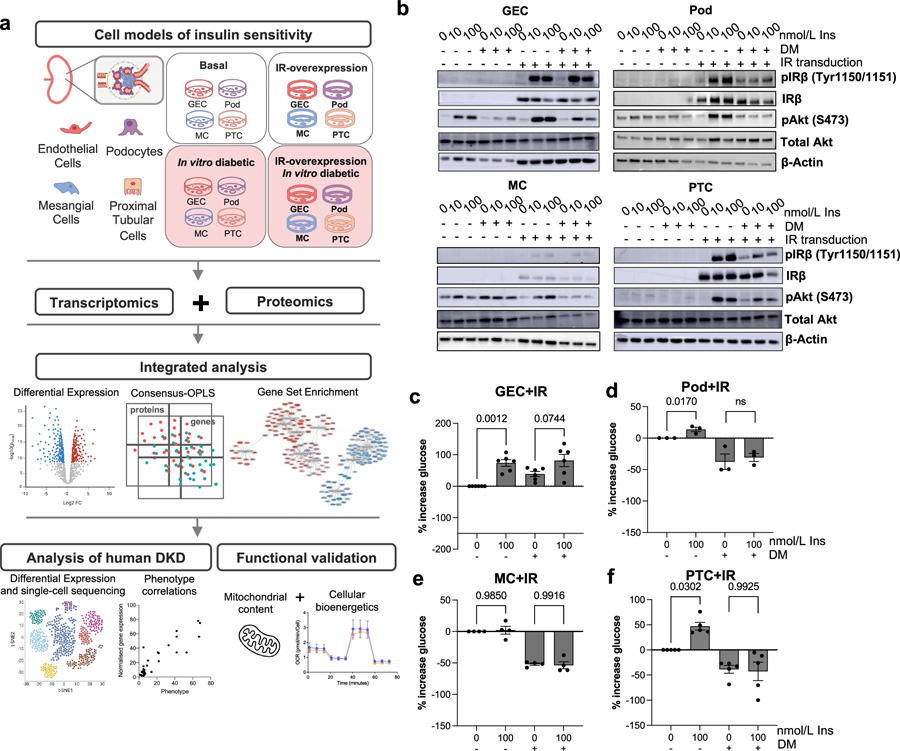 實(shí)驗(yàn)管道概述和細(xì)胞模型特征