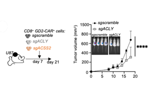靶向營(yíng)養(yǎng)依賴(lài)性活動(dòng)可以改善免疫療法