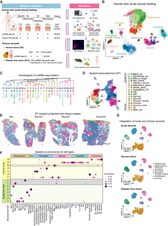 人類皮膚傷口愈合的時空圖