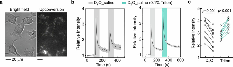 使用納米探針監(jiān)測單個活細胞中水環(huán)境的變化