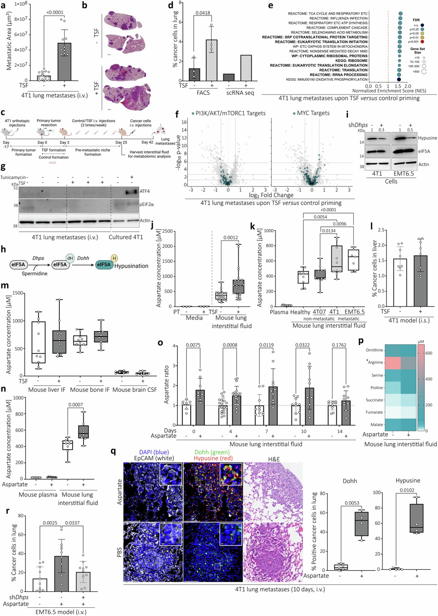 侵襲性肺轉(zhuǎn)移顯示翻譯增加，與經(jīng)典調(diào)節(jié)因子或應(yīng)激刺激無(wú)關(guān)