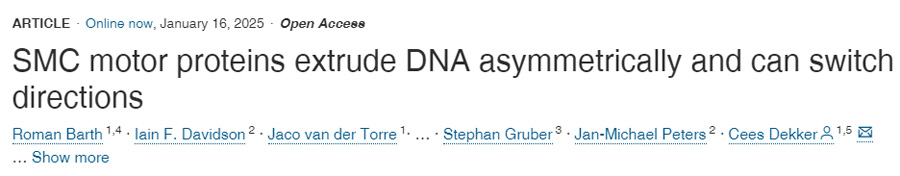 SMC運動蛋白不對稱地擠壓DNA并可以改變方向