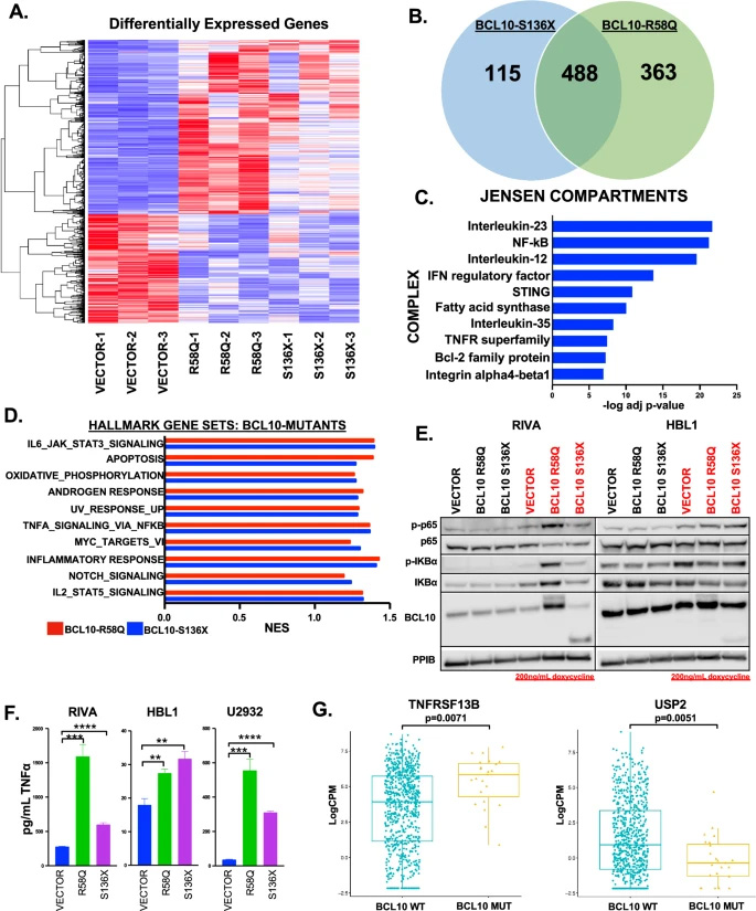 BCL10突變對(duì)基因表達(dá)的影響