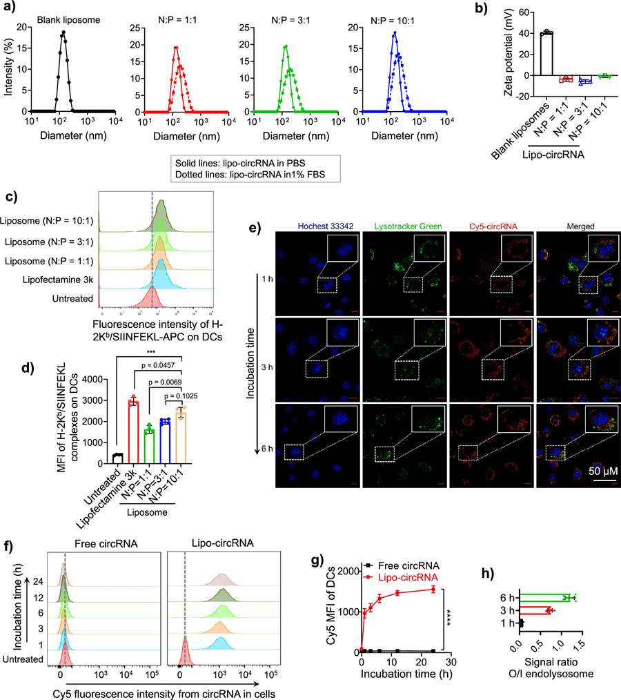 脂質(zhì)體促進(jìn)DCs中環(huán)狀RNA的遞送和抗原呈遞。