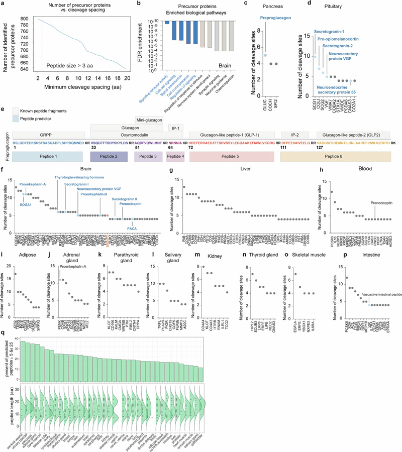 肽預(yù)測(cè)器映射了一大組經(jīng)過蛋白水解處理的人類肽