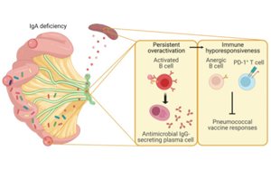 Science子刊：腸道菌群、免疫球蛋白A與疫苗效力的關(guān)系