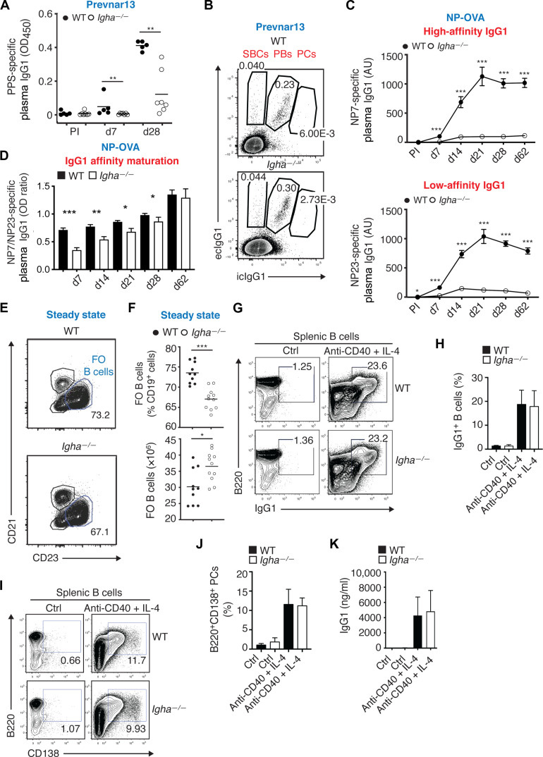 IgA增強全身性IgG對T細胞依賴性抗原（如蛋白結(jié)合肺炎球菌疫苗）的應答