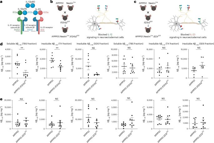 敲除IL-12特異性受體亞基IL12Rβ2可減少淀粉樣蛋白沉積負(fù)荷