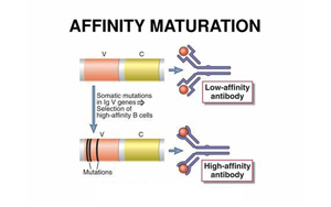 《Nature》讓B細(xì)胞“儲存”成功突變，打造HIV等高效抗體疫苗