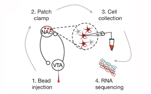 《Nature》肥胖背后的神經(jīng)機制與恢復(fù)進(jìn)食愉悅的關(guān)鍵分子靶點
