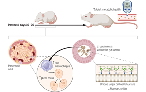 Science：嬰兒時期接觸抗生素可能會增加患1型糖尿病的風(fēng)險