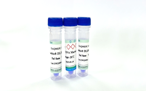 蛋白Marker與DNA Ladder：電泳實(shí)驗(yàn)精準(zhǔn)參照的黃金標(biāo)尺