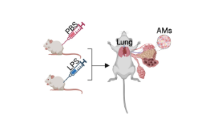 天冬酰胺轉(zhuǎn)運體通過組蛋白磷酸化調(diào)控巨噬細(xì)胞炎癥：炎癥性疾病治療新靶點